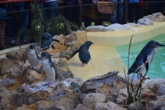 Penguin Island2